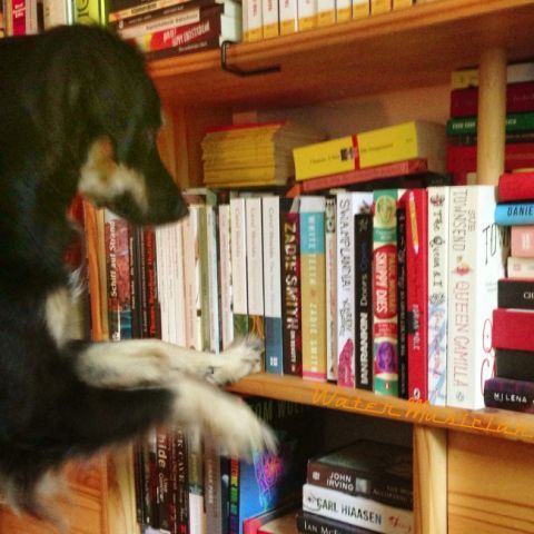 Anjing + Buku = Sempurna <3