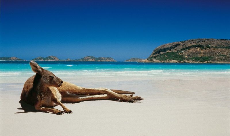 Kangaroo berjemur, Australia