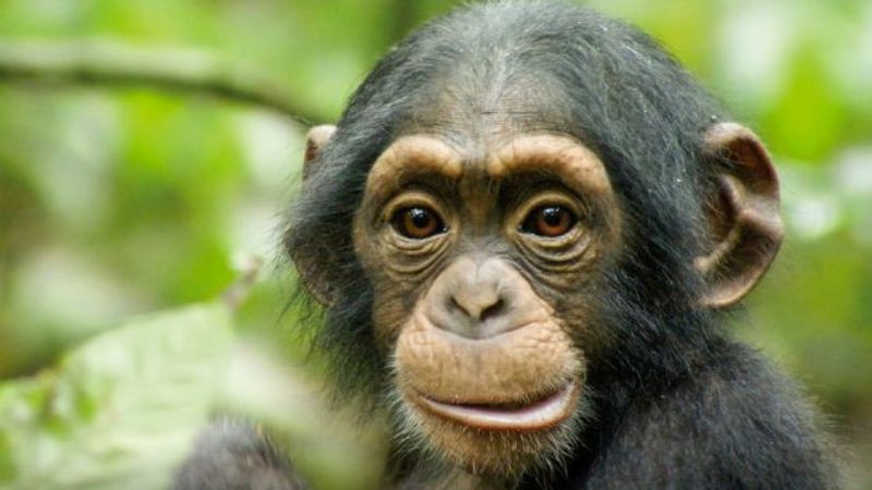 Simpanse = sepupu manusia?