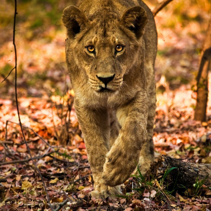 Singa di Taman Nasional Choebe, Botswana