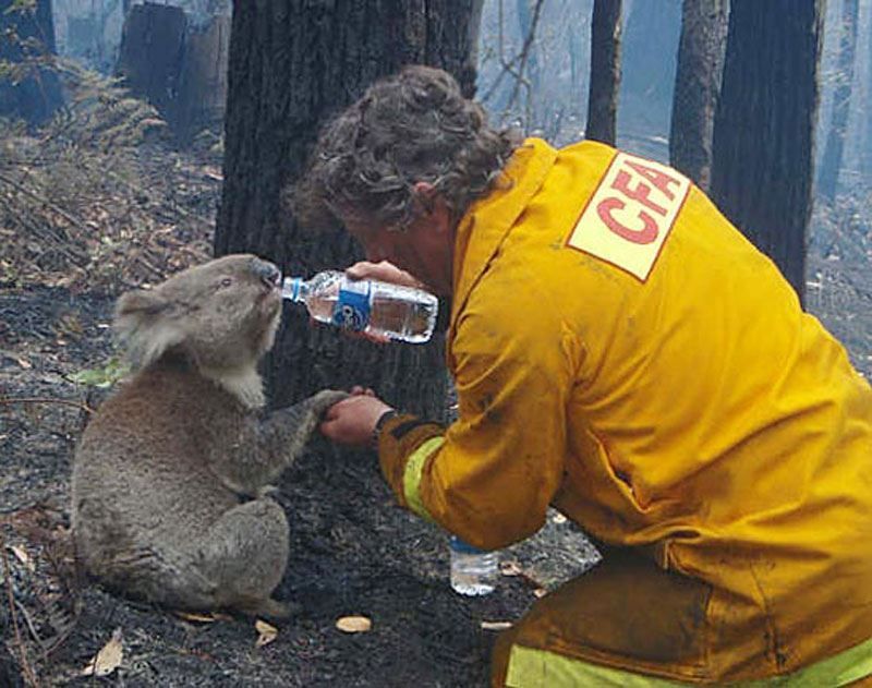 Seorang petugas memberi minum koala yang dehidrasi di tengah kebakaran hutan di Australia