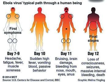 Proses virus ebola menjalar dalam tubuh manusia