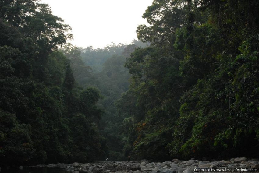 Nah ini loh hutan Kalimantan yang asli
