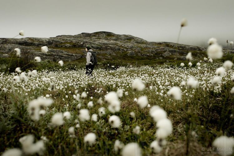 Woman hiking in cotton grass field