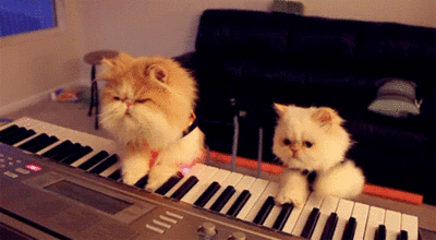 Kenalin, kita catty duo!