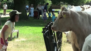Moooo!