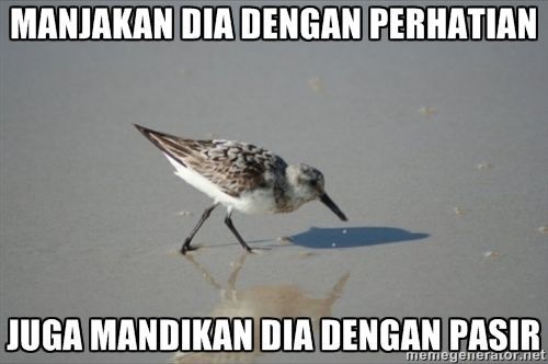 Mandi pasir