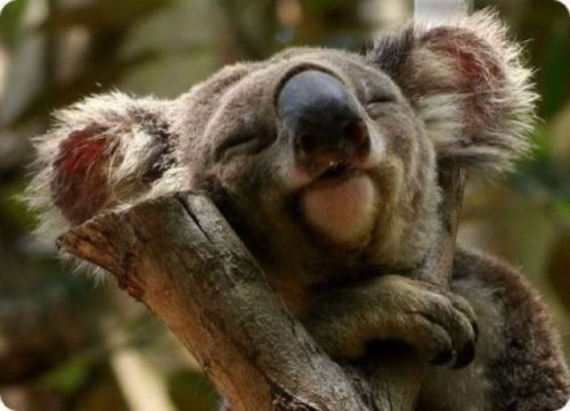Mau Banget Bawa Koala Koala Ini Pulang Mau Banget Bawa Koala Koala Ini Pulang