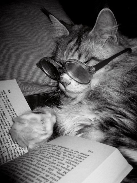 Kucing Pintar