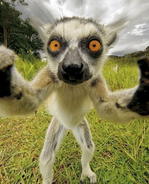 Lemur