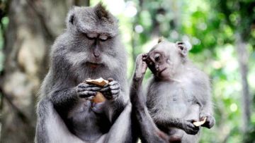 Tingkah Monyet Liar Ubud yang Bikin Cowok-Cowok Iri