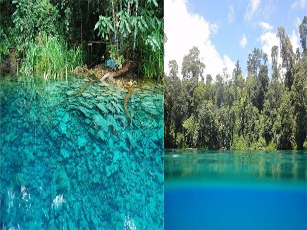 Hutan mangroove di danau cermin