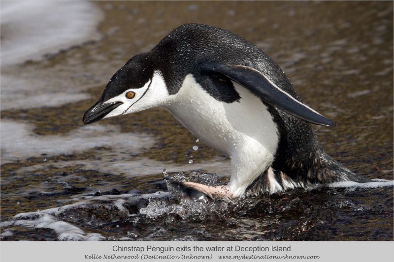 Penguin, warga asli pulau ini!