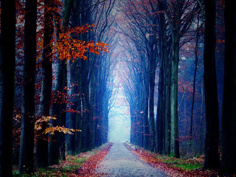 Terowongan pohon di Drenthe 