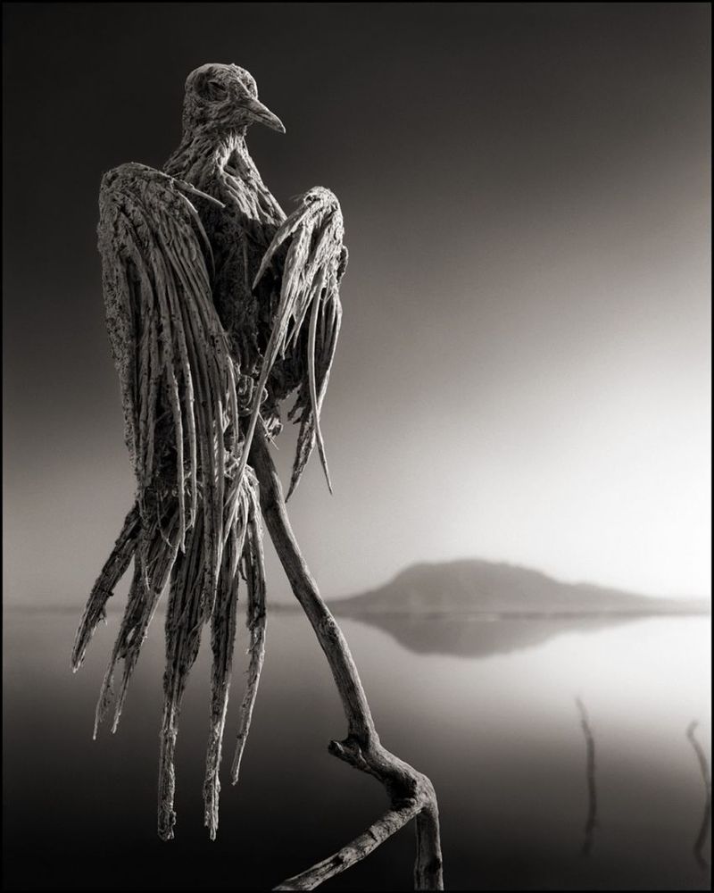 Contoh korban Danau Natron