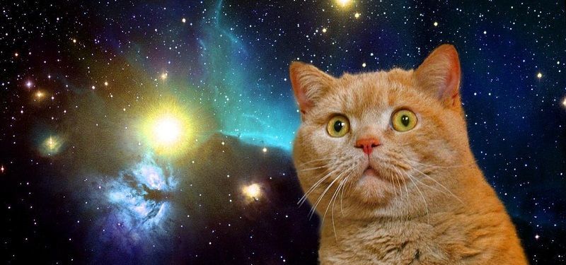 700 Juta Dolar Untuk Mengirim Kucing Ke Luar Angkasa Dengan Ketapel