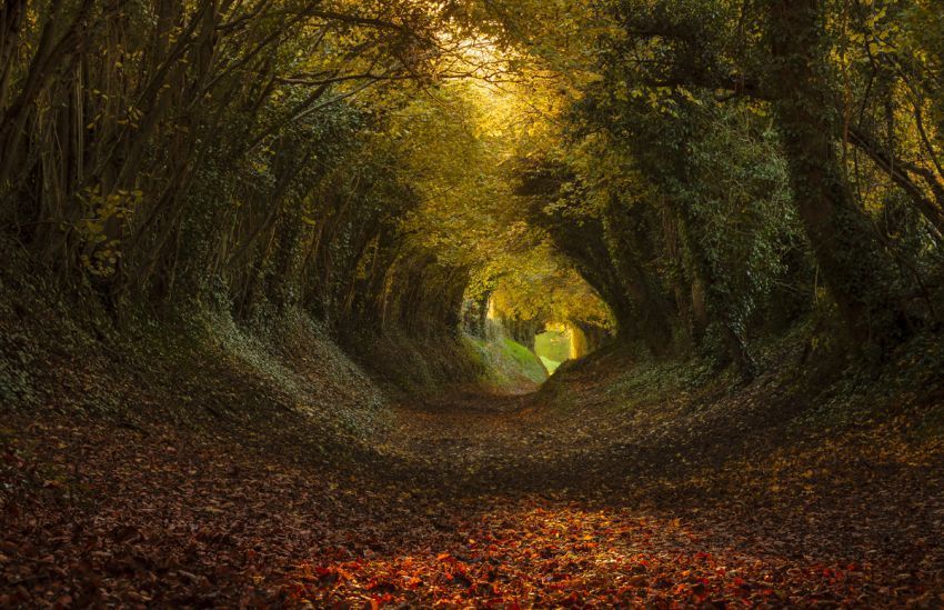 http://www.photobotos.com/tunnel-of-trees/