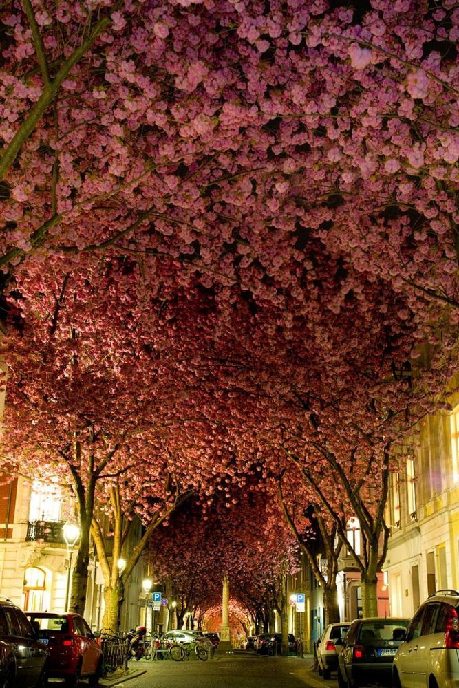 Sakura sepanjang jalan di Bonn, Jerman
