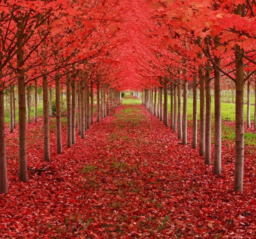 Terowongan Maple