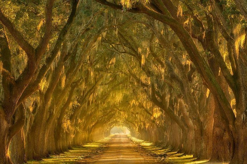 Oak Alley
