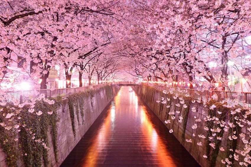 Terowongan Sakura