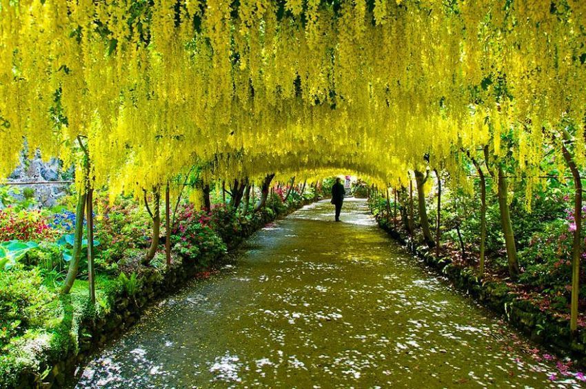 Lengkungan Laburnum saat mekar