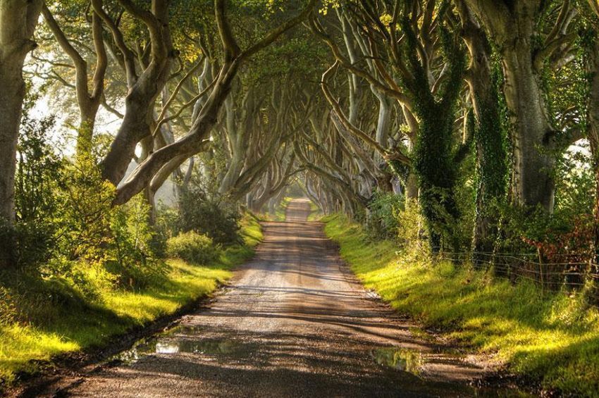amazing-tree-tunnels-9-2