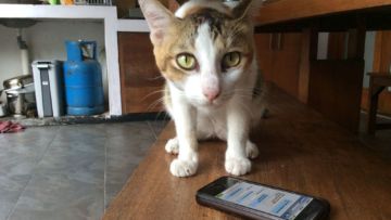 21 Kejadian Kocak Kalau Kucing Bisa SMS-an Sama Kamu