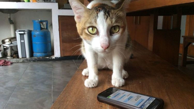 21 Kejadian Kocak Kalau Kucing Bisa SMS-an Sama Kamu