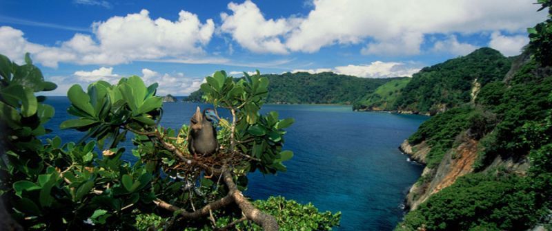 Pulau Cocos ini kaya akan flora dan fauna