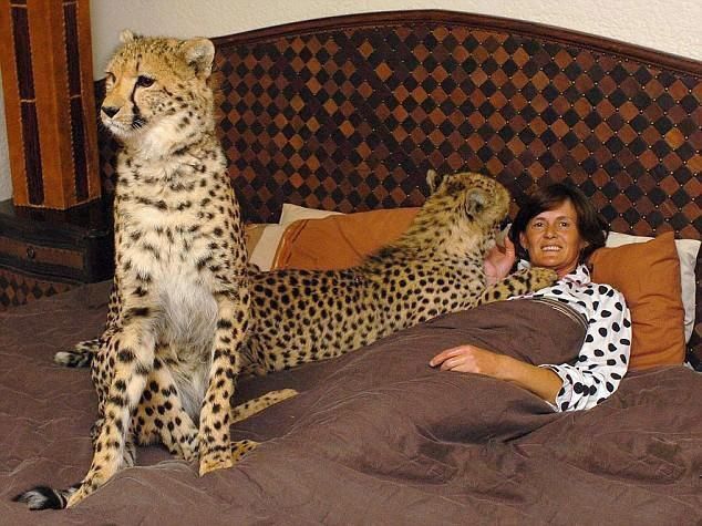 Tidur bareng cheetah