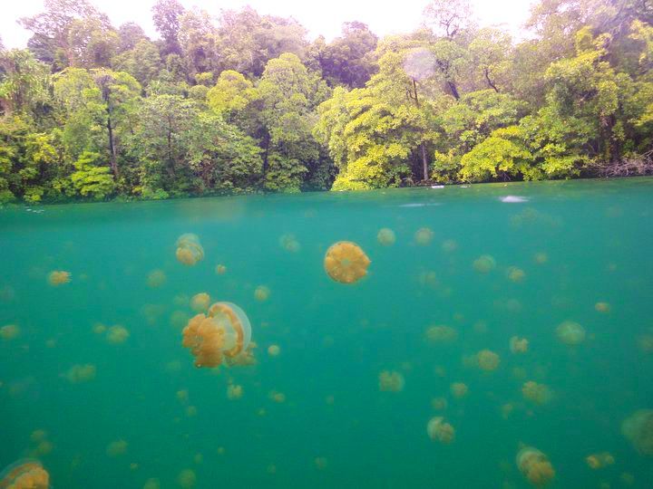 Bersiaplah untuk snorkeling bersama jellyfish