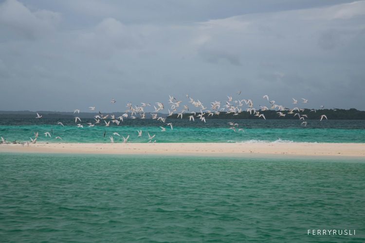 Kawanan burung lain yang beranjak dari pulau
