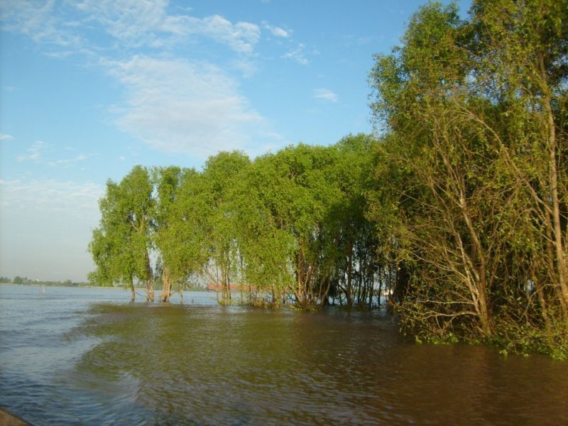 Tumbuhan yang ada di pinggir pulau kaget