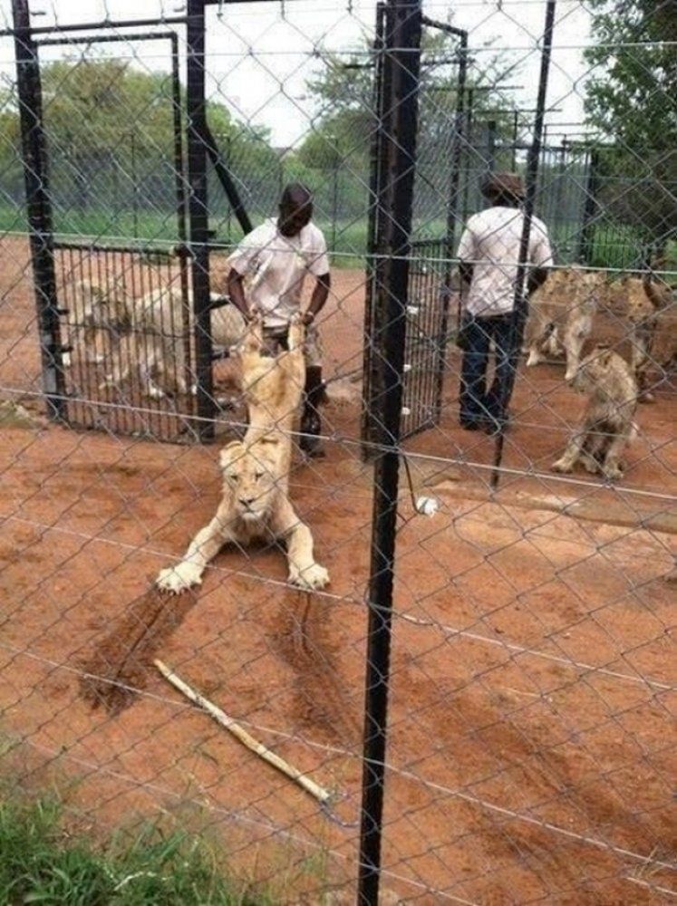 africa