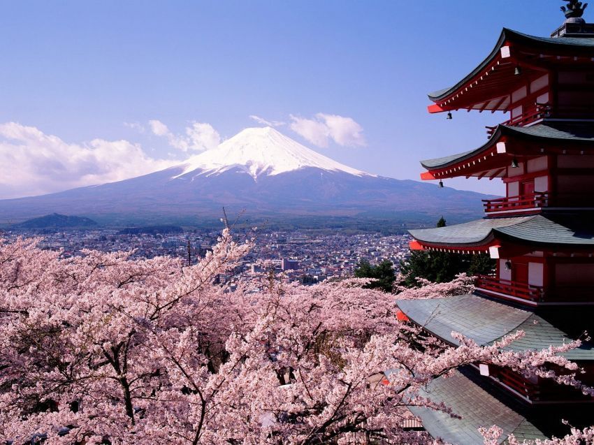Bunga sakura dan gunung Fuji