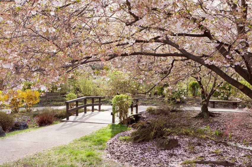 bunga sakura yang bermekaran