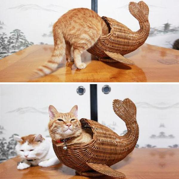 kucing jadi ikan