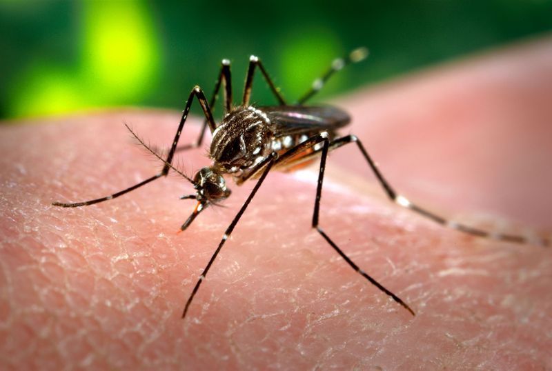 Bukan HIV Atau Ebola: Berikut Daftar Virus Paling Berbahaya Yang Mengancam Manusia 27 demam berdarah