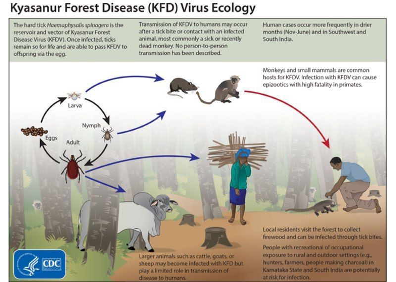 Bukan HIV Atau Ebola: Berikut Daftar Virus Paling Berbahaya Yang Mengancam Manusia 26 kyasanur forest virus
