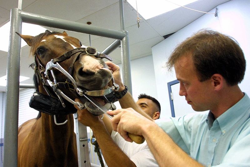 dokter hewan