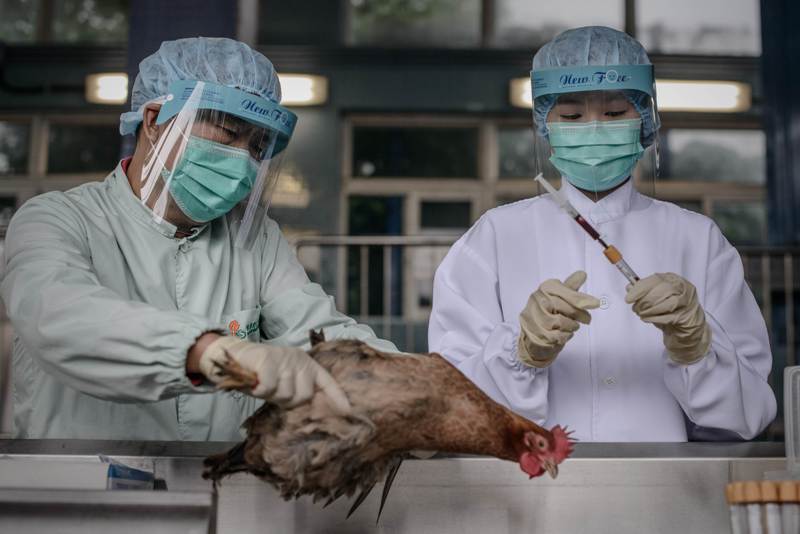 Bukan HIV Atau Ebola: Berikut Daftar Virus Paling Berbahaya Yang Mengancam Manusia 21 flu burung