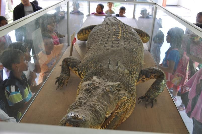 Pernah lihat buaya segede ini?