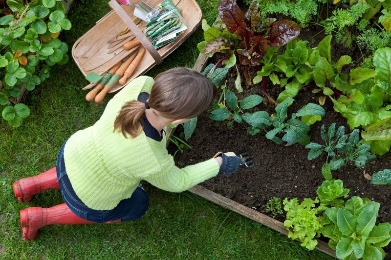 berkebun