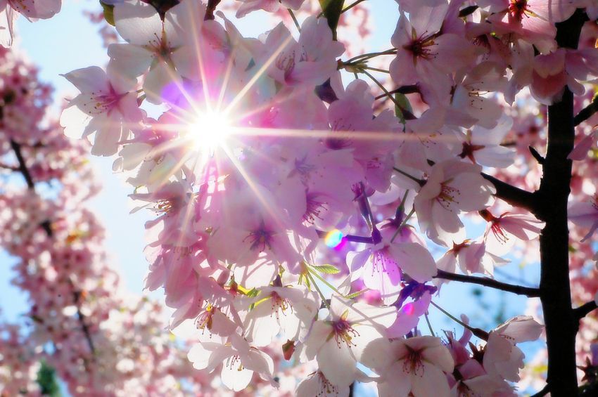 sun flare