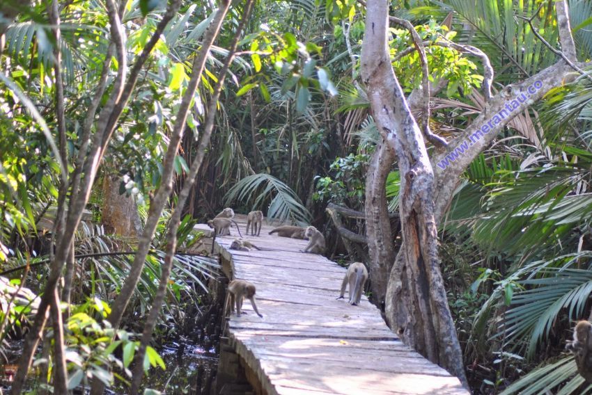 Pulau Kembang di Kalimantan Selatan