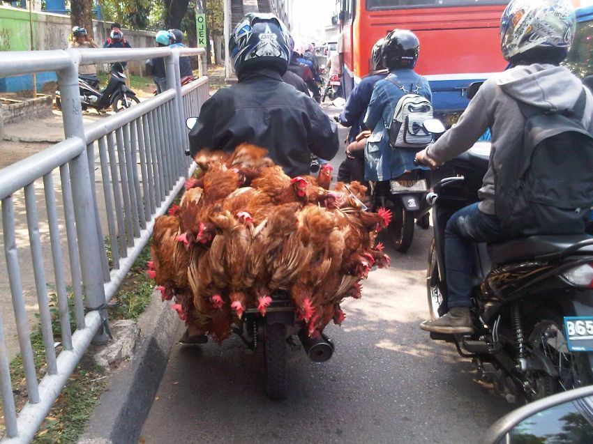 Motor bebek bawa ayam