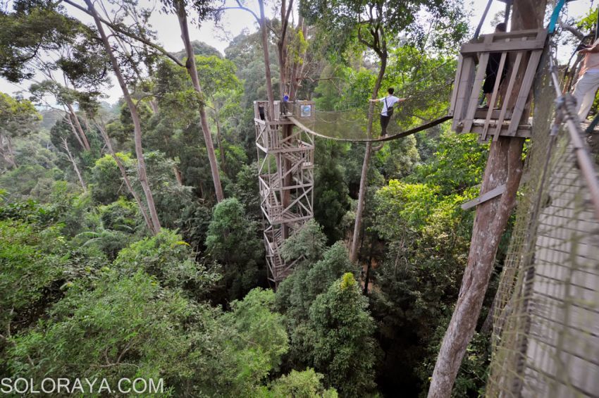 Bukit Bangkirai di Kalimantan Timur