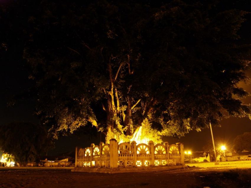 Pohon beringin