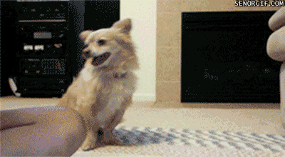 good boy!